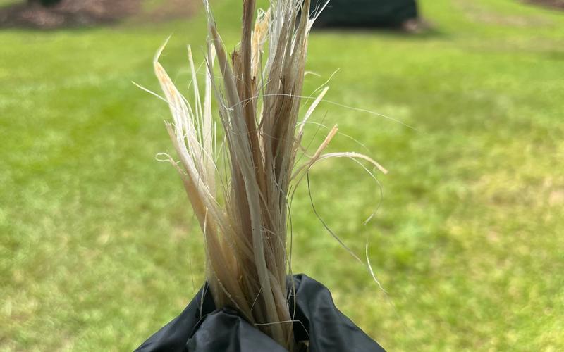 A gloved hand holding a bundle of long, fibrous banana fibers with a grassy field and trees blurred in the background.